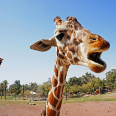 Imposto sobre girafas gera cobrança de US$ 25 mil para zoo de SC