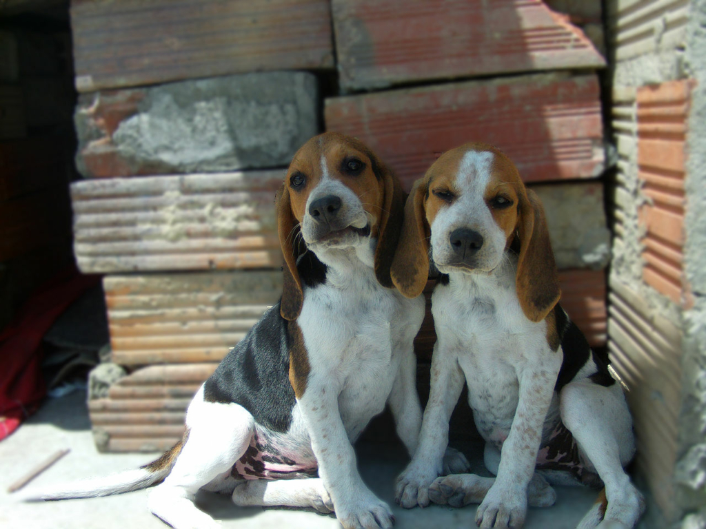 cachorro-animal-estimacao-dog