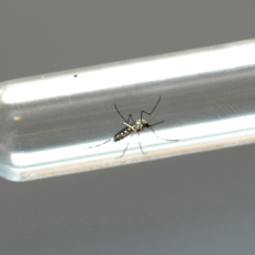 STF valida uso de aeronaves para dispersão de inseticida contra Aedes aegypti