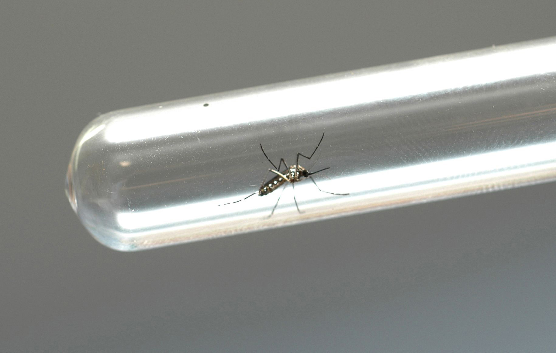 Brasil ultrapassa mil mortes por dengue em 2022 Brasil ultrapassa mil mortes por dengue em 2022