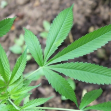 O RE 635.659 e o cultivo doméstico de Cannabis