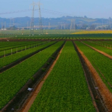Arbitragem no agronegócio – uma realidade