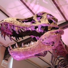 Os dinossauros do novo CPC