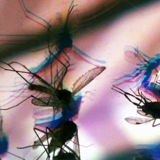Justiça permite comercialização de Aedes aegypti geneticamente modificado