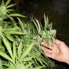 Cannabis medicinal: o cenário atual e a possibilidade de acesso aos pacientes