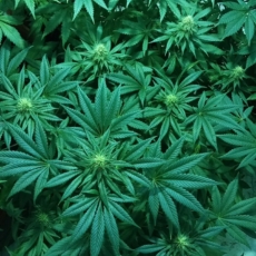 Legalização de Drogas: Problema econômico e moral