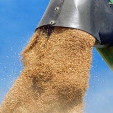 As cadeias de produção de alimentos, fibras e bioenergia