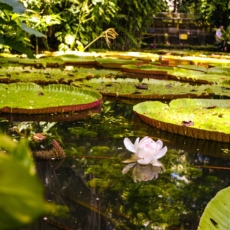 Mudanças no CGEn: começo do fim da lei de biodiversidade?