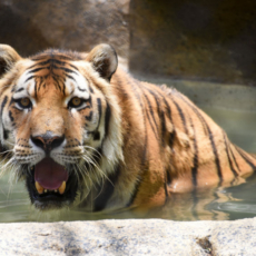 TJRJ mantém concessão de zoológico com Grupo Cataratas