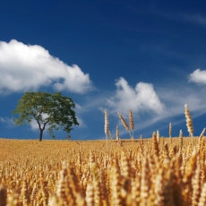 Um passo importante ao desenvolvimento do agronegócio