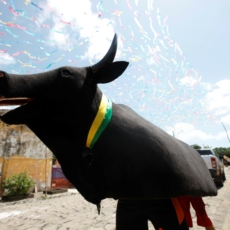 STJ nega habeas corpus a bois resgatados de ritual