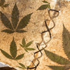 Legalização com desestímulo