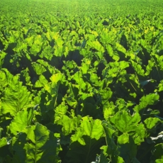 Defensivos agrícolas piratas representam 10% do mercado