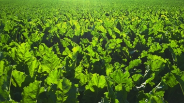 Defensivos agrícolas piratas representam 10% do mercado