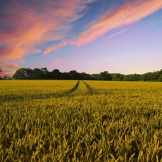 Contrato de parceria rural e riscos trabalhistas
