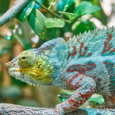 A natureza jurídica “camaleão” das criptomoedas