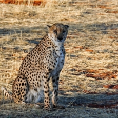Reforma tributária II: um leopardo jurídico?