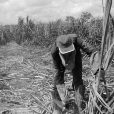 O caso dos escravizados na Fazenda Brasil Verde