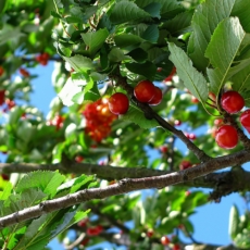 Não se tributam os frutos da árvore envenenada