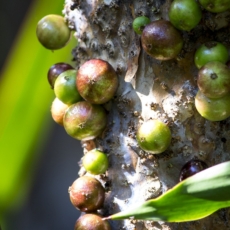O mito da jabuticaba: a Justiça do Trabalho no mundo