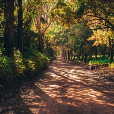 O STF e o Código Florestal