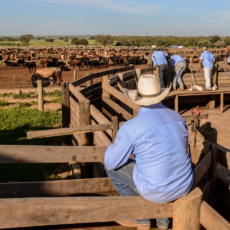 Inscrição de imóvel rural no Registro Torrens não afasta usucapião, diz STJ