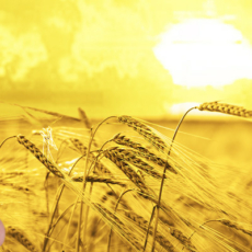 Agrotechs como mecanismo de financiamento do setor agrícola brasileiro