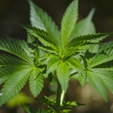 Regulação da cannabis avança nas Américas, mas Brasil e México patinam