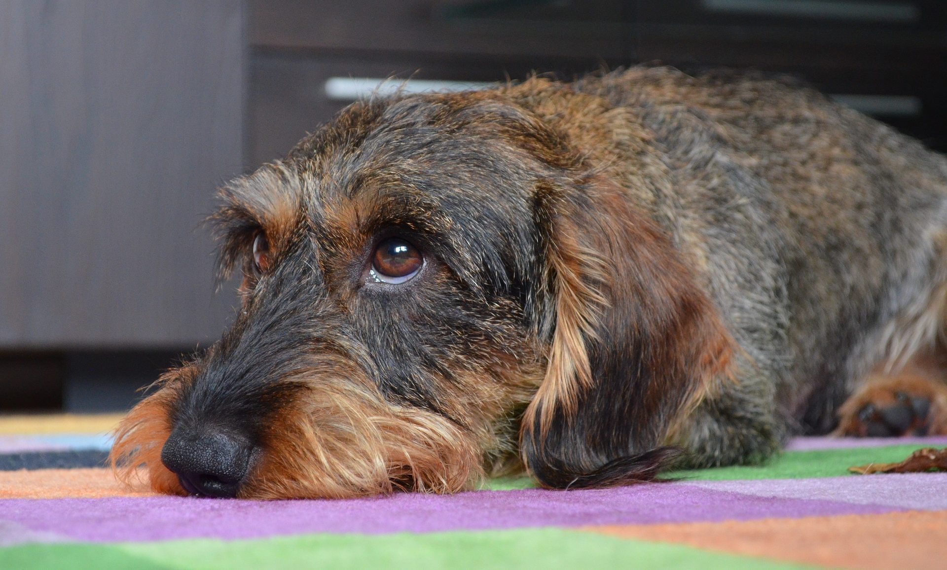 Veterinário do DF vai pagar por danos morais a dono de cachorro de estimação