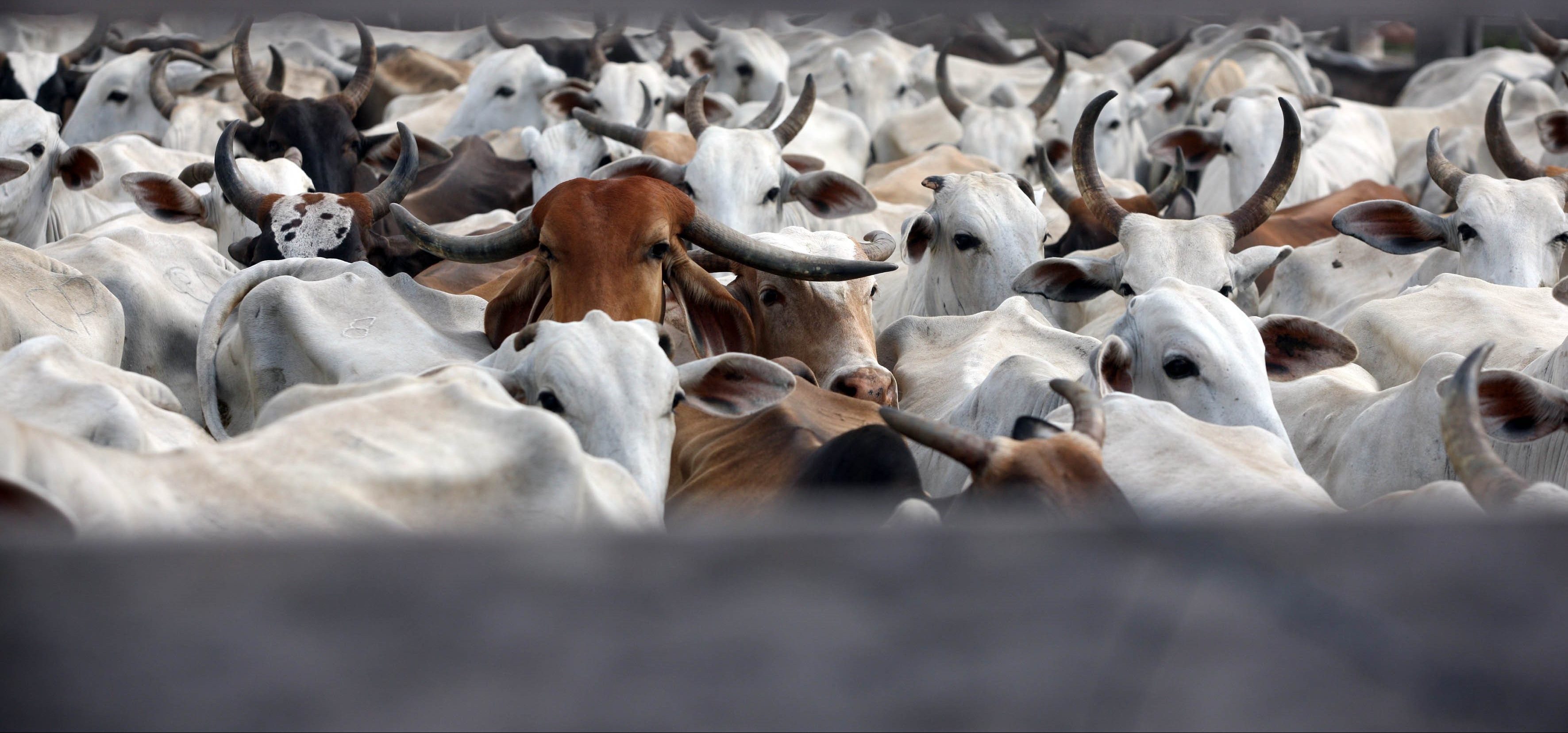 TACs da Carne no Pará expõem limitações do MP na área ambiental