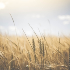 Dados e IoT no campo: disputas acerca da proteção e propriedade de dados