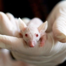 Associação industrial contesta no STF lei do RJ que limita testes em animais