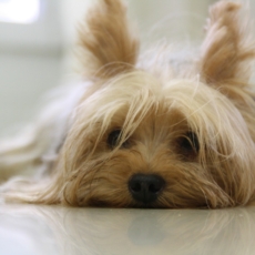 Reconhecimento do direito de visitas a animais de estimação