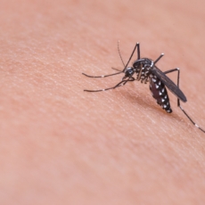 Anvisa ‘dribla’ liminar e suspende uso de teste de dengue e chikungunya do SUS