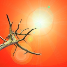 Emergência climática e a emergência da litigância climática