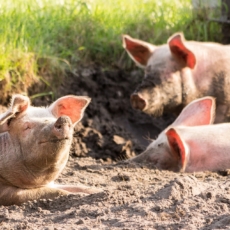 Contabilidade e agronegócio – Breves apontamentos sobre o CPC 29