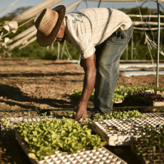 Apontamentos sobre o Imposto de Renda para o produtor rural pessoa física