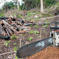 TRF1 absolve réu que serrou “apenas” duas árvores em reserva no Acre
