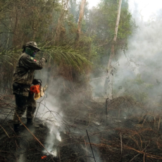 Duas dimensões para se pensar a proteção jurisdicional à Amazônia