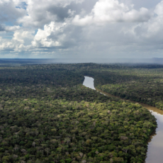Reconvenção como instrumento da tutela ambiental