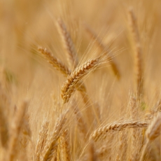A alteração da lei de recuperação de empresas e o regime do empresário rural