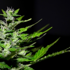Deputados são menos abertos ao plantio medicinal da maconha do que a população