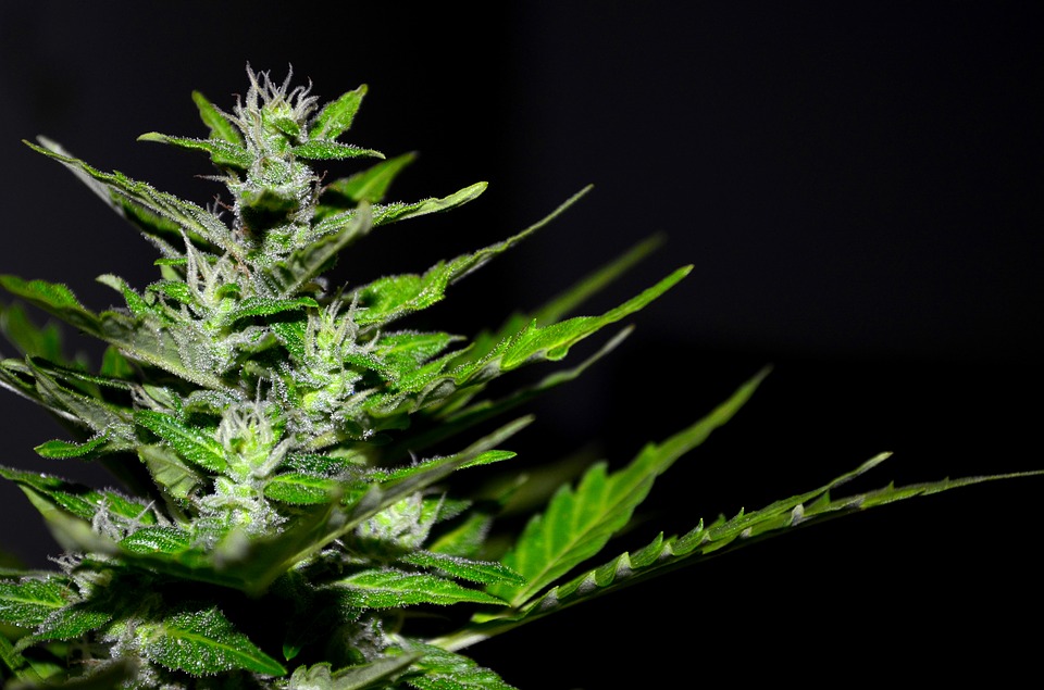 plantio medicinal de maconha