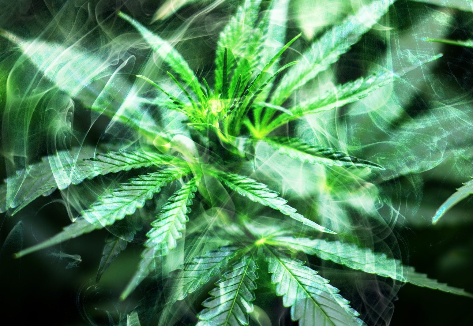 O caso Cannabis: por que uma legislação experimental?