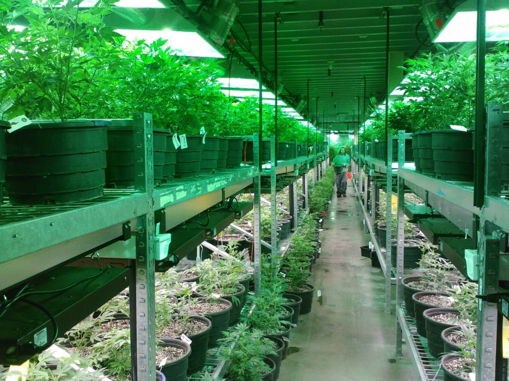 Cannabis compliance?
