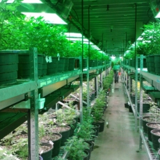 Cannabis compliance?