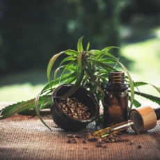 Especialistas criticam falta de diálogo para construção de normas para cannabis medicinal