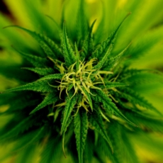 Supremo, maconha, THC e CBD: ‘adivinha, doutor, quem tá de volta na praça?’