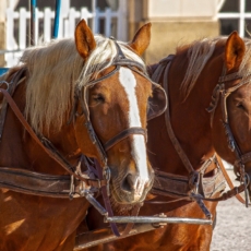 2020, a Presidência e os ‘cavalos’