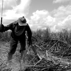 Recuperação judicial do produtor rural pessoa física